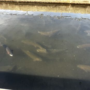 San Joaquin Fish Hatchery - Loads of trout being raised - Aquariums Near Me - Friant, California San Joaquin Fish Hatchery - Loads of trout being raised - Aquariums Near Me - Friant, California