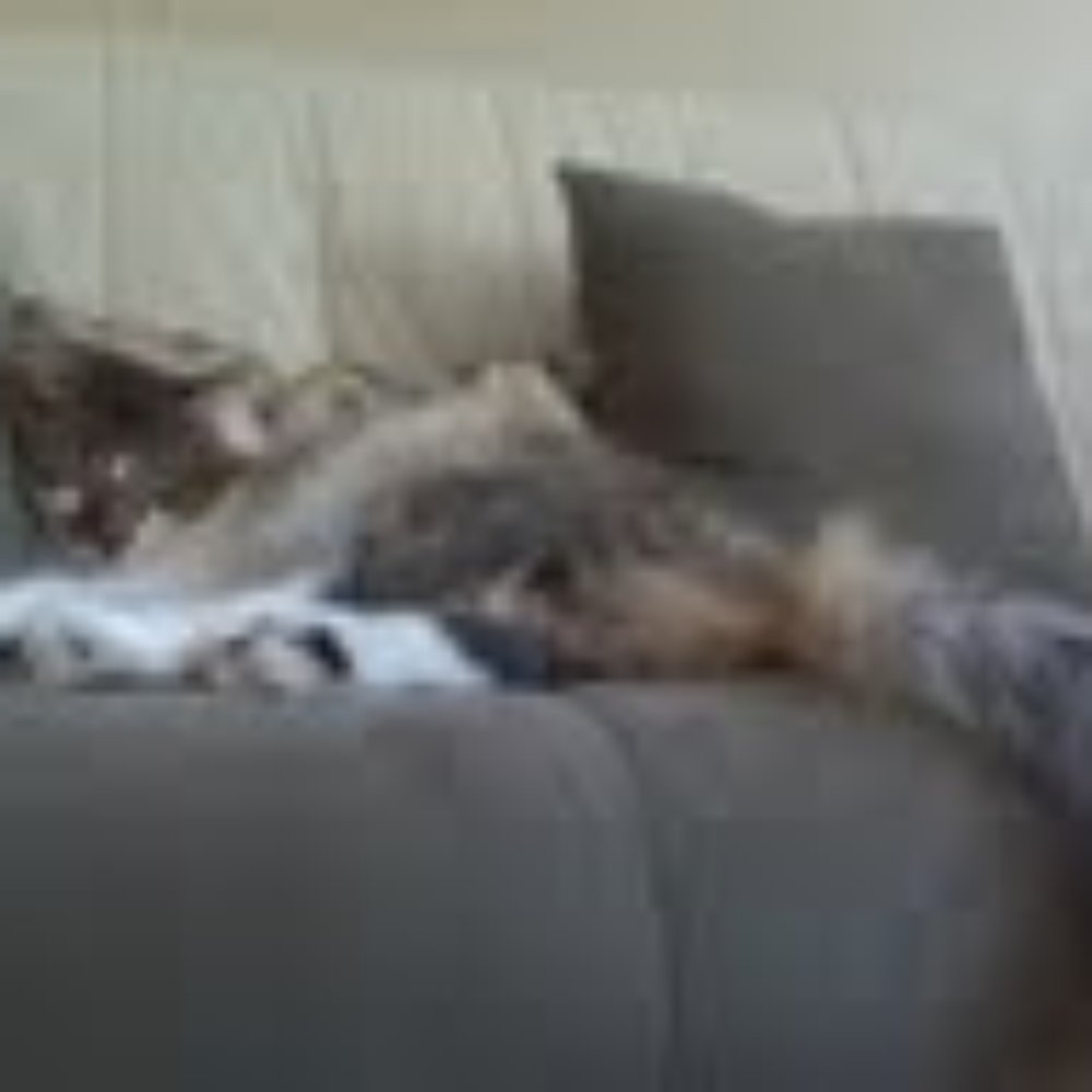 Feline Fabulous - Loves Feline Fabulous! - Pet Sitting Near Me - Charlotte, North Carolina Feline Fabulous - Loves Feline Fabulous! - Pet Sitting Near Me - Charlotte, North Carolina