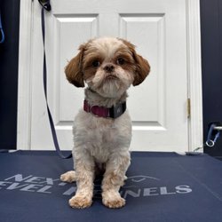 Kathy’s Little Shih Tuz’s