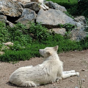 International Wolf Center - Luna the Arctic wolf - Museums Near Me - Ely, Minnesota International Wolf Center - Luna the Arctic wolf - Museums Near Me - Ely, Minnesota