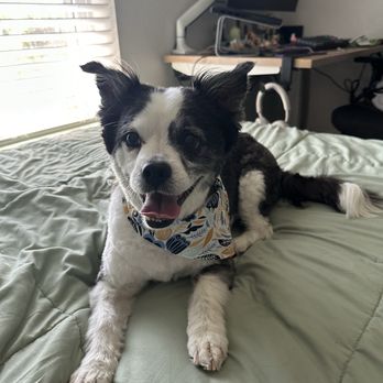 Laney’s Home Pet Spaw - Pet Groomers Near Me - Garland, Texas Laney’s Home Pet Spaw - Pet Groomers Near Me - Garland, Texas