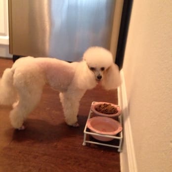 Austin Pet Stylist - Blossom's Town & Country haircut - Pet Groomers Near Me - Austin, Texas Austin Pet Stylist - Blossom's Town & Country haircut - Pet Groomers Near Me - Austin, Texas