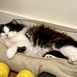 Dirty Little Paws Rescue