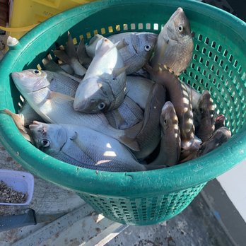 Never Enuff Fishing - Big size porgies all day - Fishing Near Me - Flushing, New York Never Enuff Fishing - Big size porgies all day - Fishing Near Me - Flushing, New York