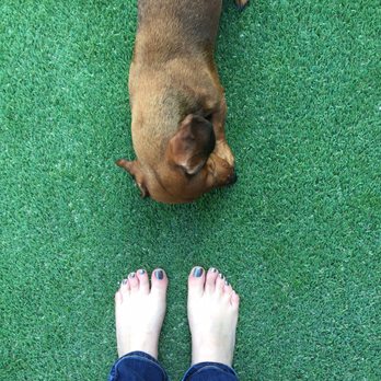 Top Dog Turf - Feels good on the human feet too! Ellie is enjoying her ball.. - Artificial Turf Near Me - Lakewood, Washington Top Dog Turf - Feels good on the human feet too! Ellie is enjoying her ball.. - Artificial Turf Near Me - Lakewood, Washington