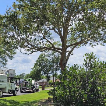 AAA Best Tree Service - Tree Services Near Me - Pace, Florida AAA Best Tree Service - Tree Services Near Me - Pace, Florida