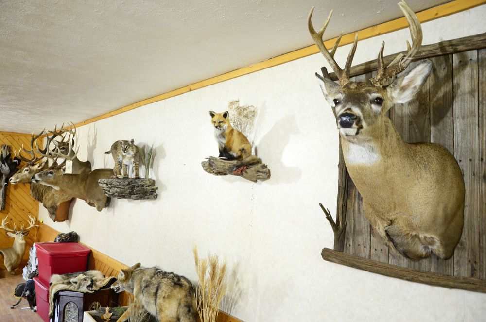 Woodside Taxidermy - taxidermy in Middlebury, IN