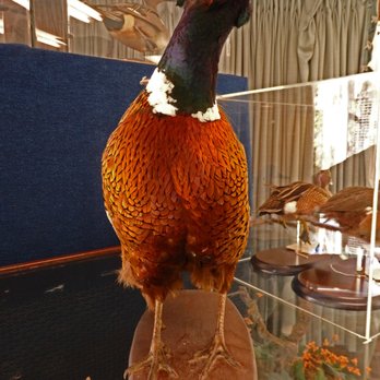 James McFaul Environmental Center - pheasant - Parks Near Me - Wyckoff, New Jersey James McFaul Environmental Center - pheasant - Parks Near Me - Wyckoff, New Jersey