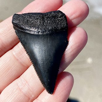 Mickler's Beach - Shark Tooth - Beaches Near Me - Ponte Vedra Beach, Florida Mickler's Beach - Shark Tooth - Beaches Near Me - Ponte Vedra Beach, Florida