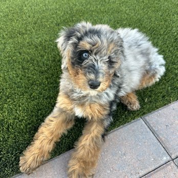 Oasis Bernedoodles - Pet Breeders Near Me