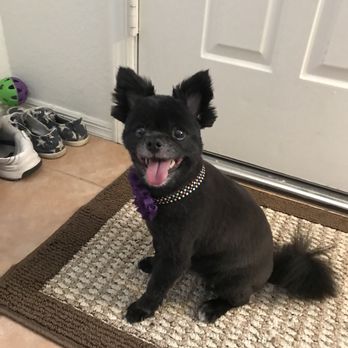 Fuzzbusters - Pet Services Near Me - Phoenix, Arizona Fuzzbusters - Pet Services Near Me - Phoenix, Arizona