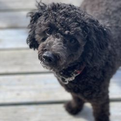 Burnt Timber Brewing & Tavern - Service dog that was denied access