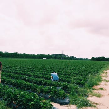 Froberg's Farm - endless berry picking - Pick Your Own Farms Near Me - Alvin, Texas Froberg's Farm - endless berry picking - Pick Your Own Farms Near Me - Alvin, Texas