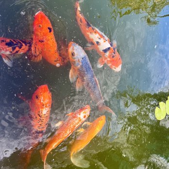 Wendy Wywrot - Koi are so beautiful & auspicious. - Life Coach Near Me - La Mesa, California Wendy Wywrot - Koi are so beautiful & auspicious. - Life Coach Near Me - La Mesa, California