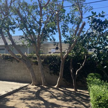 Freddy's Tree Service - After trimming - Tree Services Near Me - Anaheim, California Freddy's Tree Service - After trimming - Tree Services Near Me - Anaheim, California