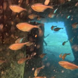 Casa del Buceo - C-58 wreck