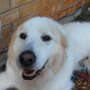 Photo of Doggy Pals Pooper Scooper Service