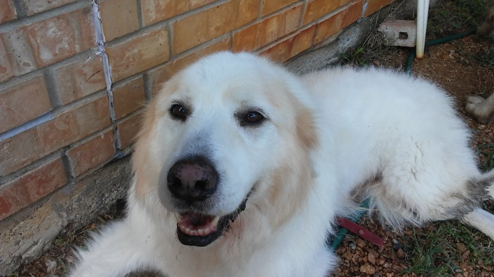 DOGGY PALS POOPER SCOOPER SERVICE Updated May 2024 McKinney, Texas