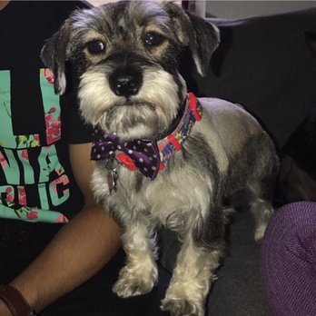 Dogtown - I loved this place ! They did such a good job to my fur baby . Everyone is so nice! - Pet Groomers Near Me - Coconut Grove, Florida