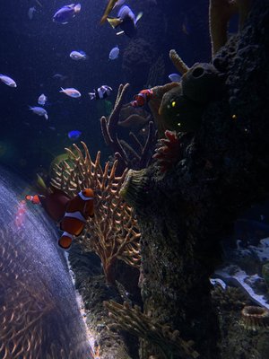 SEA LIFE San Antonio by null