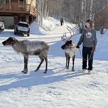 Running Reindeer Ranch - Walking Tours Near Me - Fairbanks, Alaska