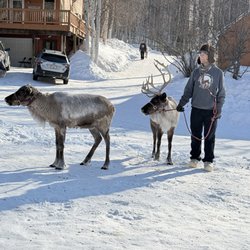 Running Reindeer Ranch