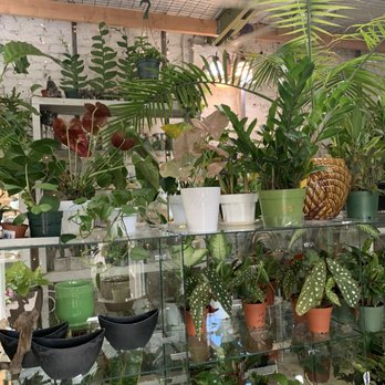 Casas Succulents And Cactus - Interior - Nurseries & Gardening Near Me - Visalia, California