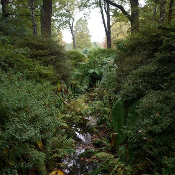 Isabella Plantation - jungel in the city - Parks Near Me - Kingston upon Thames, XGL