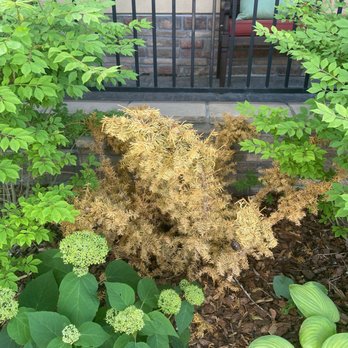 City Floral - The other evergreen shrub - Nurseries & Gardening Near Me - Denver, Colorado City Floral - The other evergreen shrub - Nurseries & Gardening Near Me - Denver, Colorado