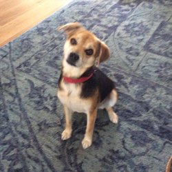 Melissa Featherstone LCSW, EFT Practitioner - Inquisitive Ms Snickers