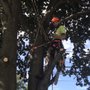 Photo of Novak’s Lawn & Tree Services