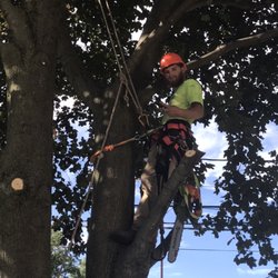 Novak’s Lawn & Tree Services - Tree service