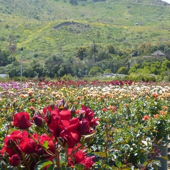 Otto & Sons Nursery - Rose Days - Nurseries & Gardening Near Me - Fillmore, California Otto & Sons Nursery - Rose Days - Nurseries & Gardening Near Me - Fillmore, California