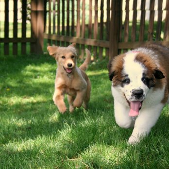 Stellar Pets Training & Behavior - Pet Training Near Me Stellar Pets Training & Behavior - Pet Training Near Me