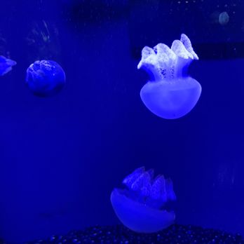 Shedd Aquarium - Aquariums Near Me - Chicago, Illinois