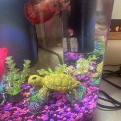 Benson's Pet Center - Aster is on the turtle blossom is on the top
