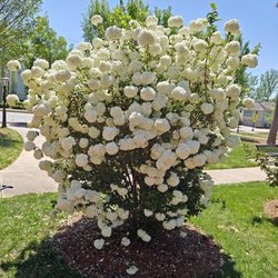 Brooke Street Park - Pretty pretty bush