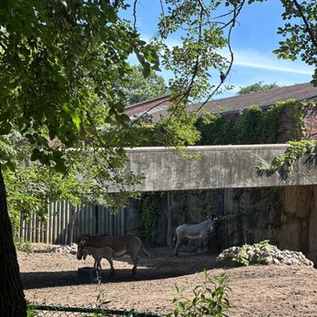 Lincoln Park Zoo - Zebras and baby zebra - Zoos Near Me - Chicago, Illinois