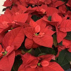 Petal Me Home Flowers - We have beautiful large poinsettia plants for the holiday season!