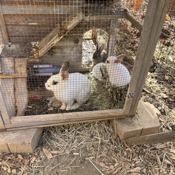 Sugar Sweet Farm - Bunnies in their home. - Attraction Farms Near Me