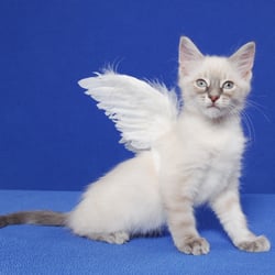 Cat Angels Pet Adoptions