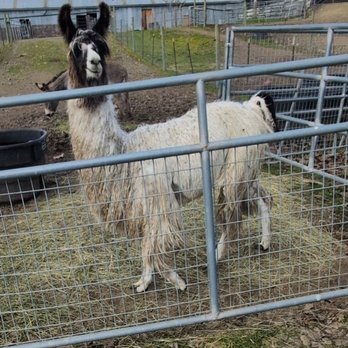 American Made Farm Sanctuary - Petting Zoos Near Me - Petaluma, California