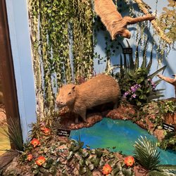 Lasting Legacy wildlife Museum - Capybara