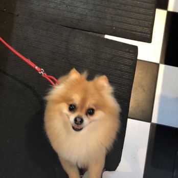 Unleashed Spa - All Smiles On Pick-Up! - Pet Groomers Near Me - New York, New York Unleashed Spa - All Smiles On Pick-Up! - Pet Groomers Near Me - New York, New York