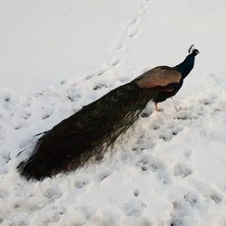 Laytons RVF - One of the peacocks that roam around on the farm
