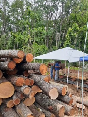 Just A Few Cherry Logs - We were on the job for just over 5 weeks. 7 days a week. Rain or shine. Thankfully this customer and his neighbors allowed us to arrive at day light and work until the heat made us stop, This customer had no idea he had so many logs on this little piece of property.