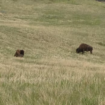 Badlands National Park - Oh...give me a home, where the Buffalo roam..... - Parks Near Me - Interior, South Dakota