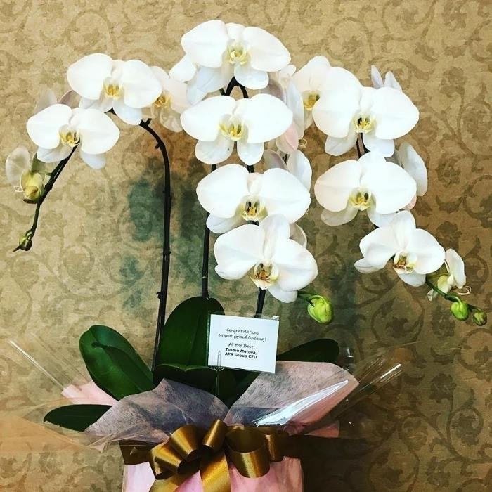 Sanatio Spa Japan Logo