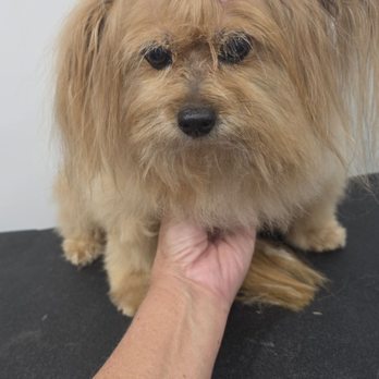 Pawsitively Heaven Dog Spa - Pet Groomers Near Me Pawsitively Heaven Dog Spa - Pet Groomers Near Me