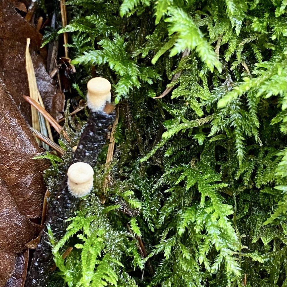 Starvation Creek State Park - Hiking Near Me - Cascade Locks, Oregon Starvation Creek State Park - Hiking Near Me - Cascade Locks, Oregon
